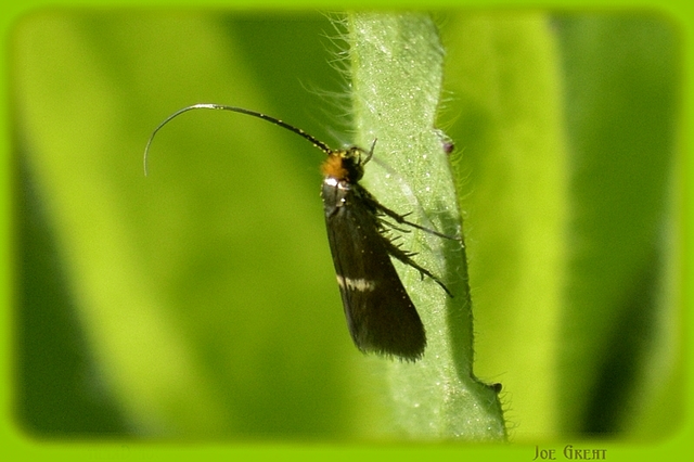 Adelidae - hosszúcsápú-tőrösmolyfélék