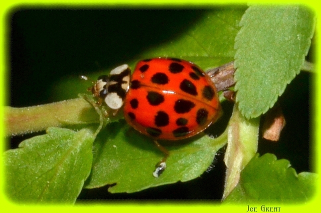 Harmonia axyridis - harlekinkatica