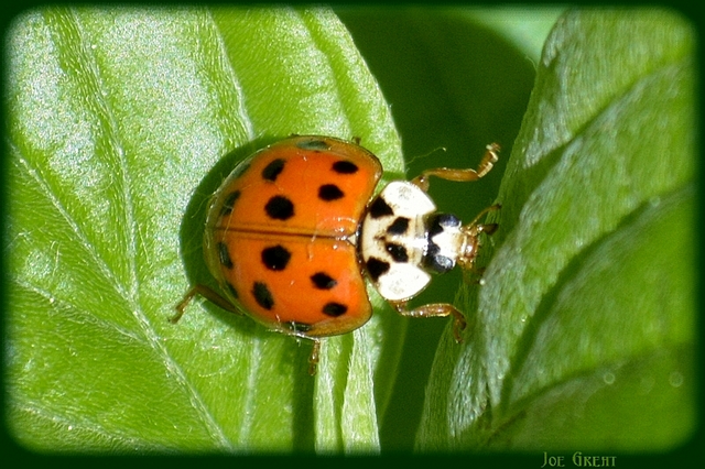 Harmonia axyridis - harlekinkatica