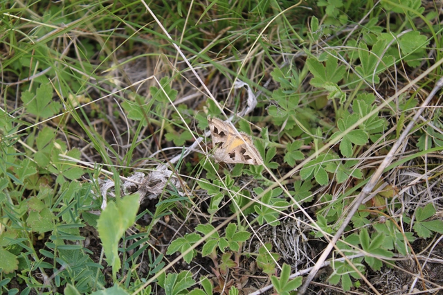 Gonospileia triquetra - kakukkfű-nappalibagoly