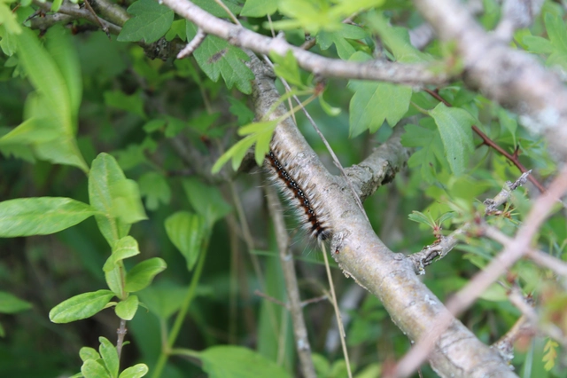 Eriogaster catax - sárga gyapjasszövő