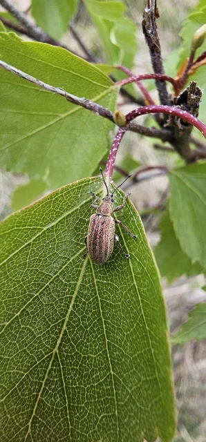 Phyllobius pyri - gyümölcsfa-levélormányos