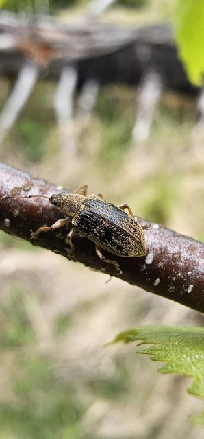 Phyllobius pyri - gyümölcsfa-levélormányos