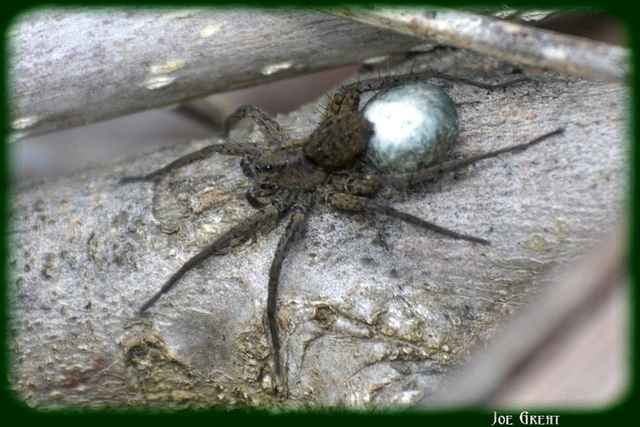 Pardosa