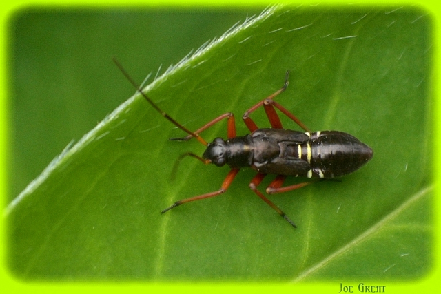 Miris striatus - sávos mezeipoloska