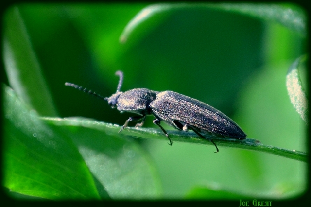 Elateridae - pattanóbogárfélék