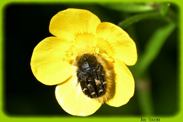 Tropinota hirta - bundás virágbogár
