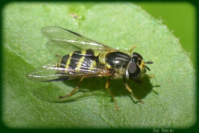 Dasysyrphus albostriatus - csíkoshátú erdeilégy