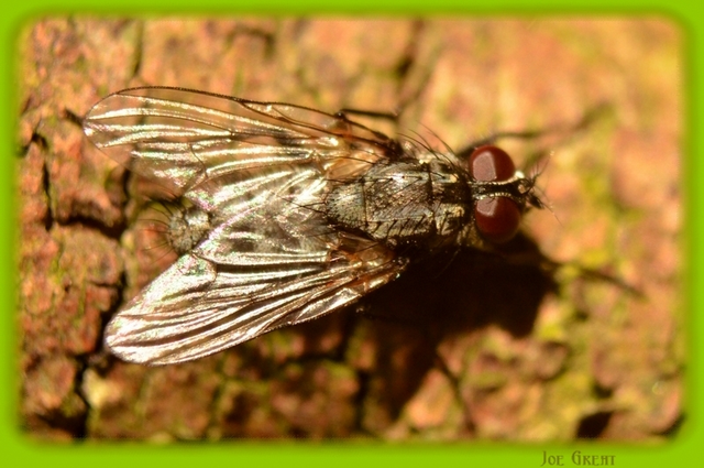 Muscidae - igazi legyek