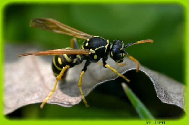 Hymenoptera - Hártyásszárnyúak