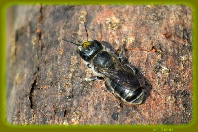 Hymenoptera - Hártyásszárnyúak