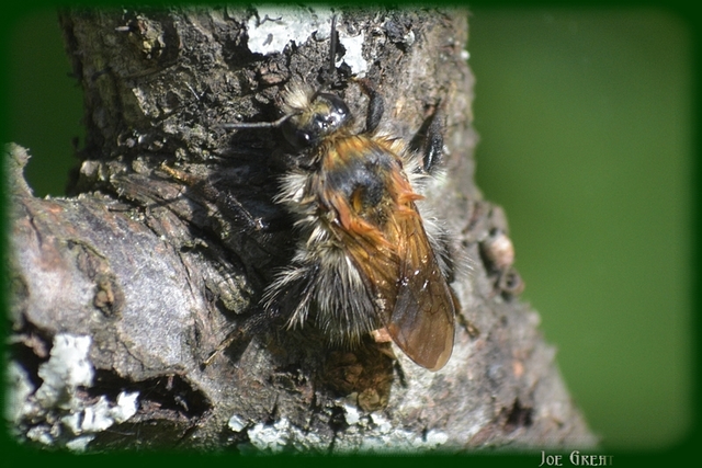 Hymenoptera - Hártyásszárnyúak