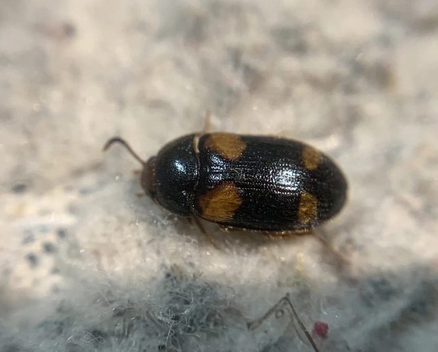Mycetophagus quadripustulatus - négyfoltos gombabogár