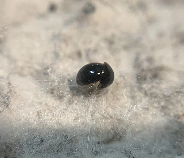 Agathidium laevigatum - gömbölyödő gombabogárka Agathidium laevigatum - gömbölyödő gombabogárka