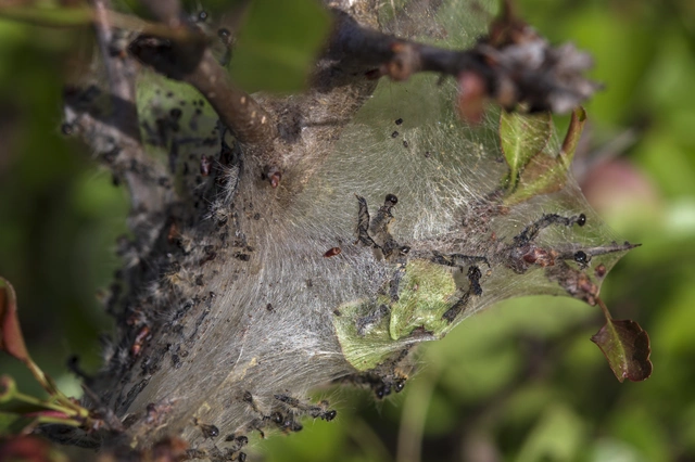 Eriogaster catax - sárga gyapjasszövő