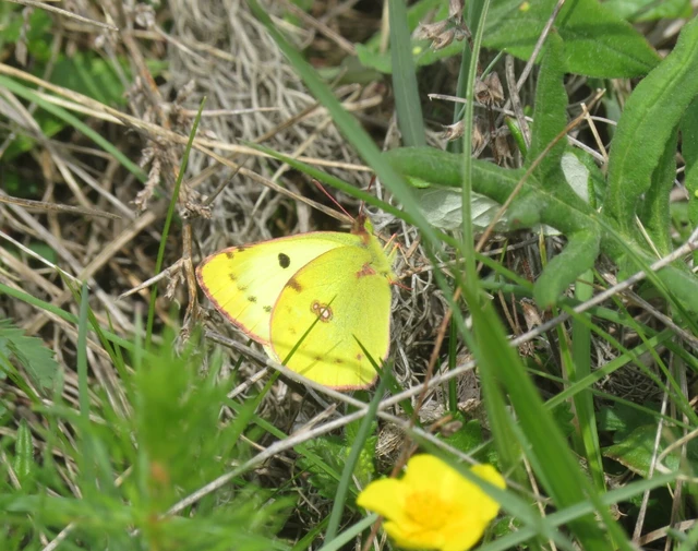 Colias alfacariensis - déli kéneslepke