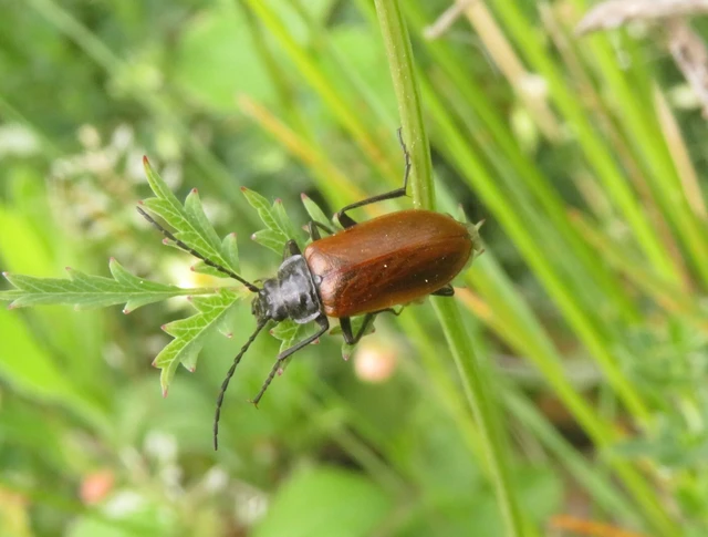 Omophlus proteus - közönséges pejbogár Omophlus proteus - közönséges pejbogár