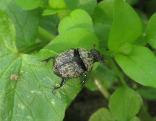 Onthophagus verticicornis - fekete trágyatúró