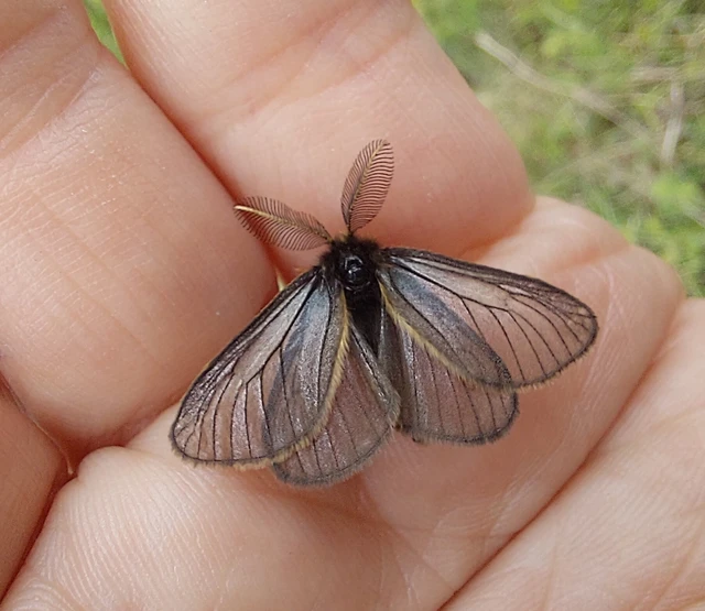 Pentophera morio - réti gyapjaslepke