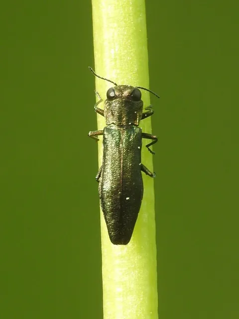 Agrilus angustulus - közönséges karcsúdíszbogár
