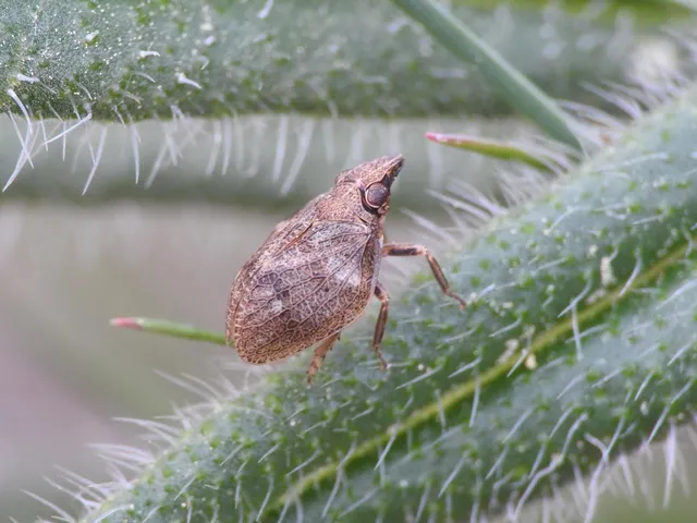Mycterodus