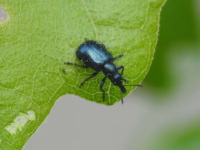 Lasiorhynchites