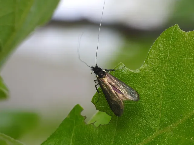 Adela reaumurella - smaragdfényű tőrösmoly