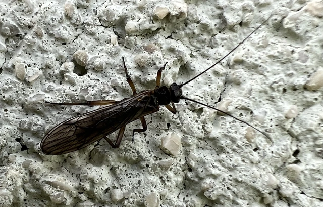 Plecoptera - Álkérészek