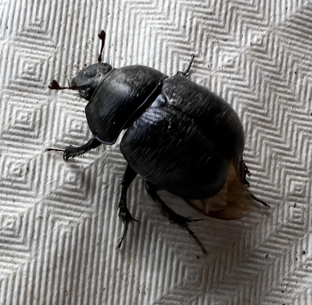 Anoplotrupes stercorosus - erdei álganéjtúró
