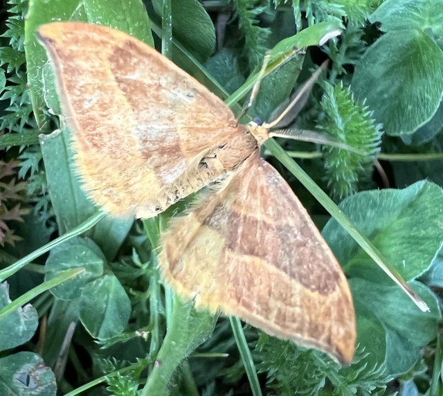 Watsonalla cultraria - bükkfa-sarlósszövő