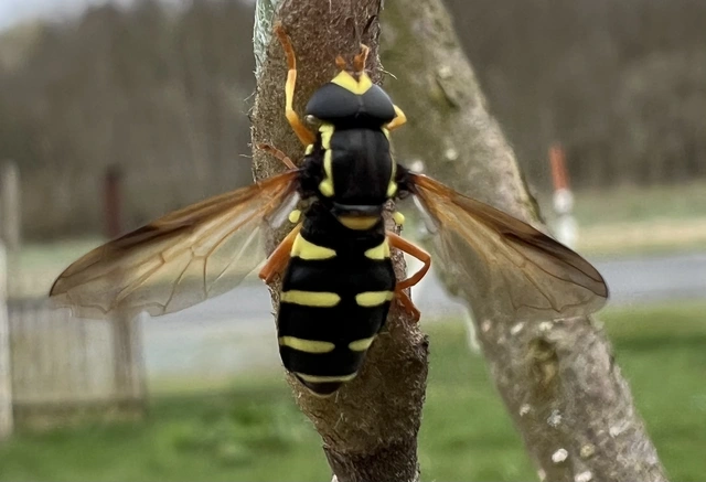 Xanthogramma citrofasciatum - korai oldalsávoslégy