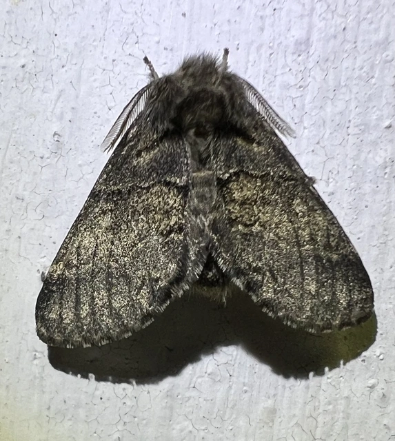 Gluphisia crenata - kormos púposszövő