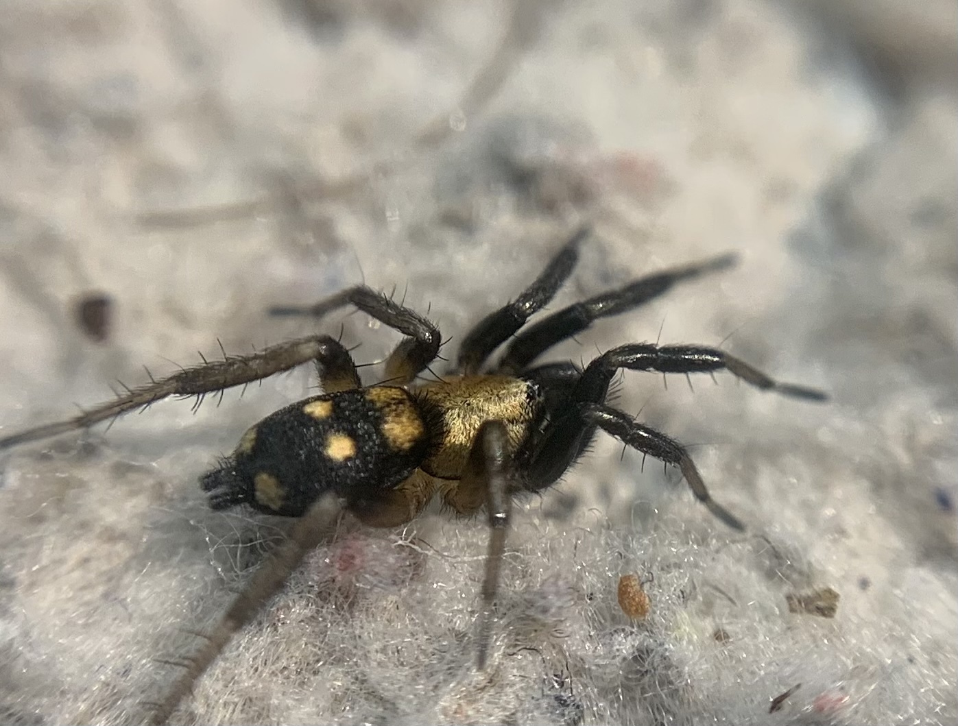 Callilepis