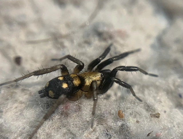 Callilepis