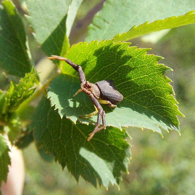 Pistius truncatus - csonka karolópók