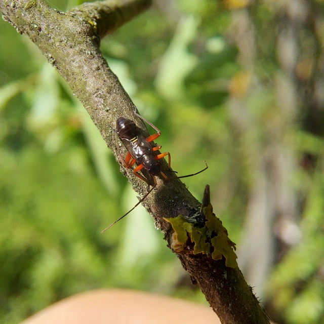 Miris striatus - sávos mezeipoloska