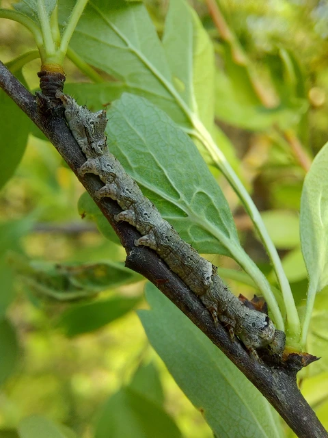 Allophyes oxyacanthae - galagonyabagoly