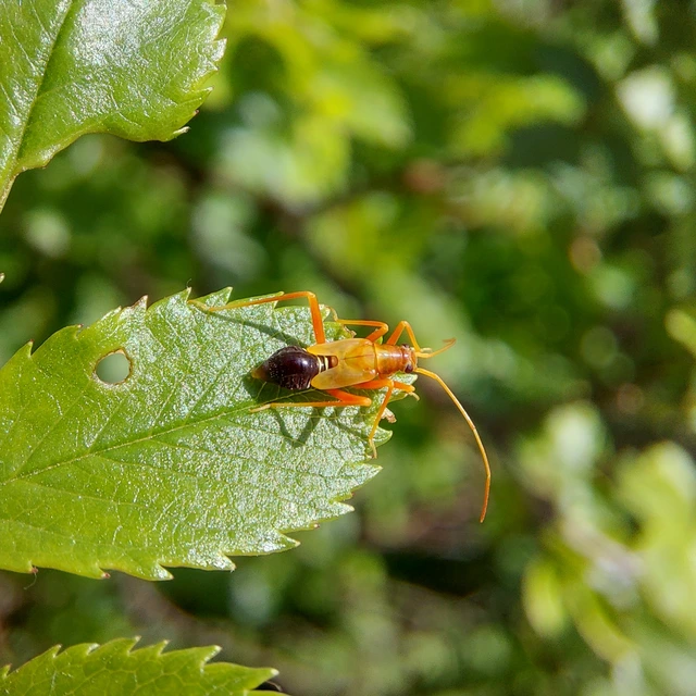 Miris striatus - sávos mezeipoloska