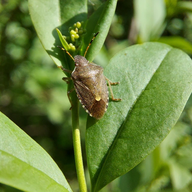 Peribalus strictus - tavaszi címerespoloska Peribalus strictus - tavaszi címerespoloska