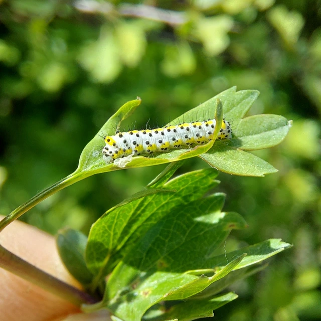 Diloba caeruleocephala - őszi kékesbagoly