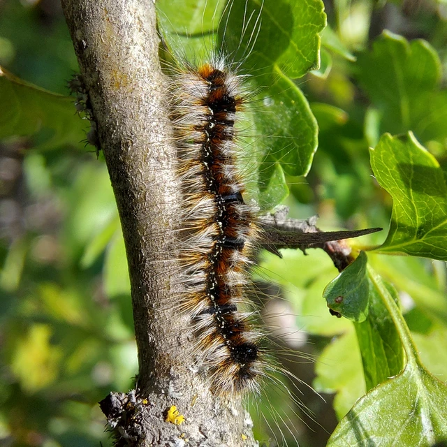 Eriogaster catax - sárga gyapjasszövő