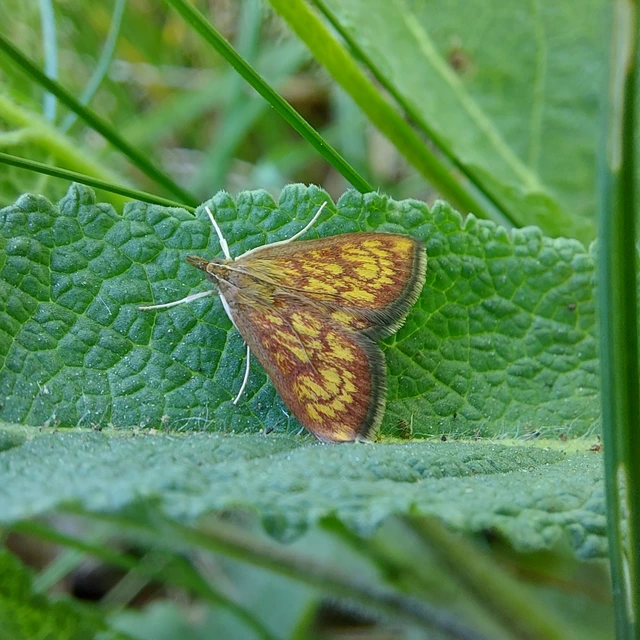 Ecpyrrhorrhoe rubiginalis - rozsdavörös tűzmoly