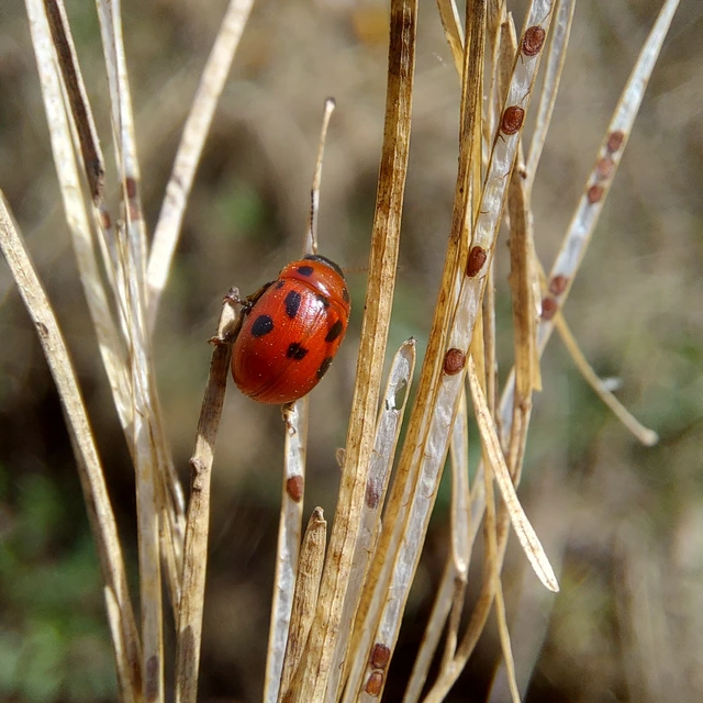 Gonioctena fornicata - közönséges lucernabogár