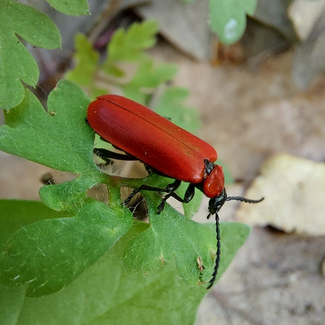 Pyrochroa coccinea - nagy bíborbogár