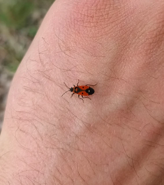 Melanocoryphus tristrami