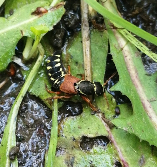 Staphylinus caesareus - aranysujtásos holyva