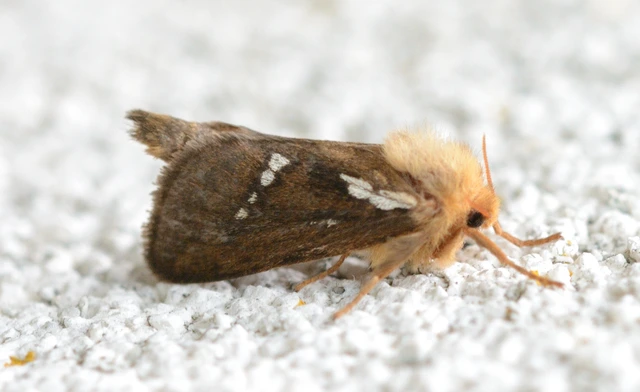 Korscheltellus lupulina - keleti gyökérrágólepke