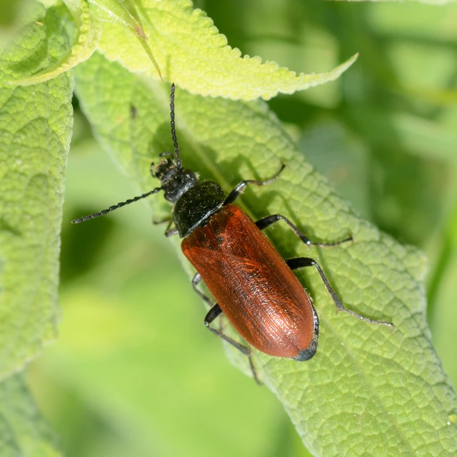Omophlus proteus - közönséges pejbogár Omophlus proteus - közönséges pejbogár