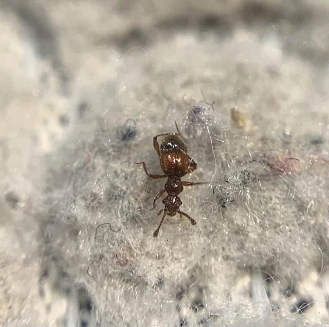 Batrisodes adnexus