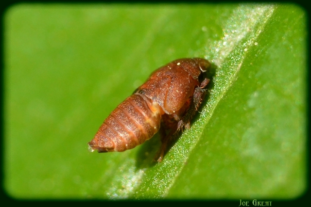 Penthimia nigra - fekete kabóca